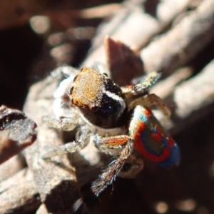 Maratus pavonis at Acton, ACT - suppressed