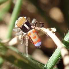 Maratus pavonis at Acton, ACT - suppressed