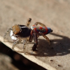 Maratus pavonis at Acton, ACT - suppressed