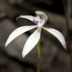 Caladenia ustulata (Brown Caps) at Wee Jasper Nature Reserve - 23 Oct 2019 by JudithRoach