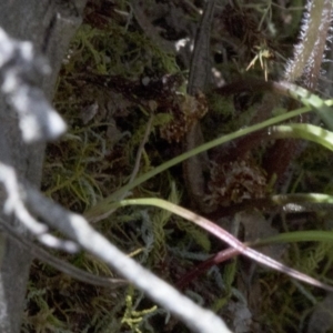 Caladenia ustulata at Wee Jasper, NSW - 23 Oct 2019