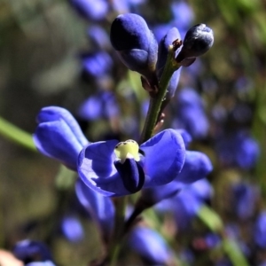 Comesperma volubile at Paddys River, ACT - 23 Oct 2019 11:59 AM