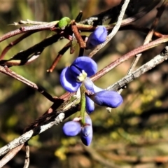 Comesperma volubile at Paddys River, ACT - 23 Oct 2019 11:59 AM