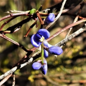 Comesperma volubile at Paddys River, ACT - 23 Oct 2019 11:59 AM