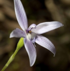 Glossodia major (Wax Lip Orchid) at Wee Jasper, NSW - 23 Oct 2019 by JudithRoach