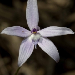 Glossodia major at Wee Jasper, NSW - suppressed