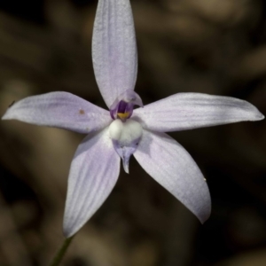 Glossodia major at Wee Jasper, NSW - 23 Oct 2019