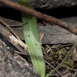 Glossodia major at Wee Jasper, NSW - suppressed