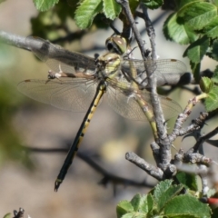 Hemicordulia tau (Tau Emerald) at Tuggeranong Hill - 22 Oct 2019 by Owen