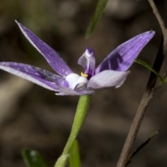 Glossodia major (Wax Lip Orchid) at Wee Jasper, NSW - 23 Oct 2019 by JudithRoach