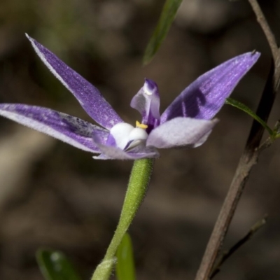 Glossodia major (Wax Lip Orchid) at Wee Jasper Nature Reserve - 23 Oct 2019 by JudithRoach