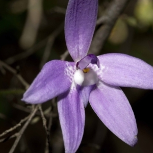 Glossodia major at Wee Jasper, NSW - suppressed