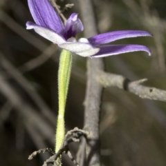 Glossodia major at Wee Jasper, NSW - suppressed