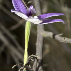 Glossodia major at Wee Jasper, NSW - suppressed