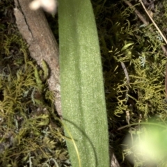 Glossodia major at Wee Jasper, NSW - suppressed