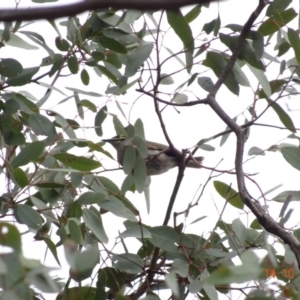 Caligavis chrysops at Deakin, ACT - 14 Oct 2019 10:37 AM