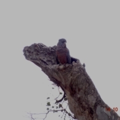 Callocephalon fimbriatum (Gang-gang Cockatoo) at GG120 - 14 Oct 2019 by TomT