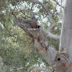 Callocephalon fimbriatum at Deakin, ACT - 14 Oct 2019