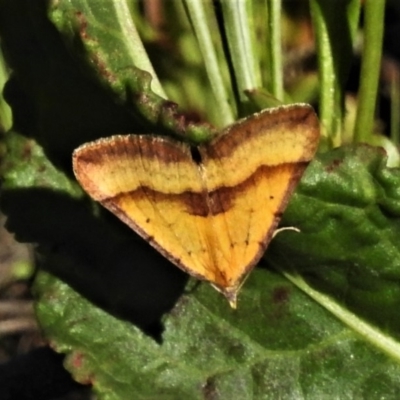 Anachloris subochraria (Golden Grass Carpet) at Tennent, ACT - 22 Oct 2019 by JohnBundock