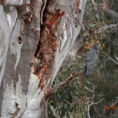 Callocephalon fimbriatum (Gang-gang Cockatoo) at Deakin, ACT - 13 Oct 2019 by TomT