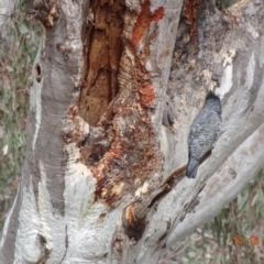 Callocephalon fimbriatum at Deakin, ACT - suppressed