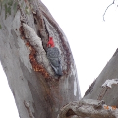 Callocephalon fimbriatum (Gang-gang Cockatoo) at Deakin, ACT - 13 Oct 2019 by TomT