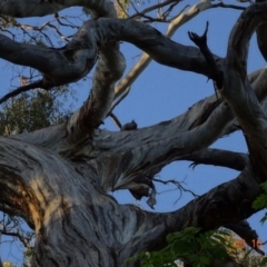 Callocephalon fimbriatum (Gang-gang Cockatoo) at Red Hill, ACT - 20 Oct 2019 by TomT