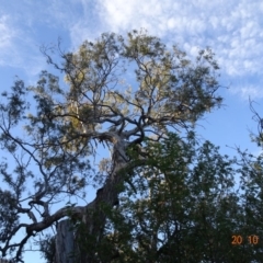 Callocephalon fimbriatum at Red Hill, ACT - suppressed