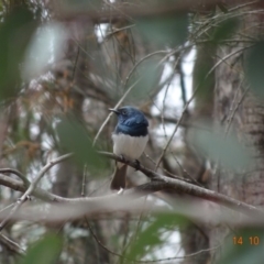 Myiagra rubecula (Leaden Flycatcher) at Red Hill Nature Reserve - 14 Oct 2019 by TomT