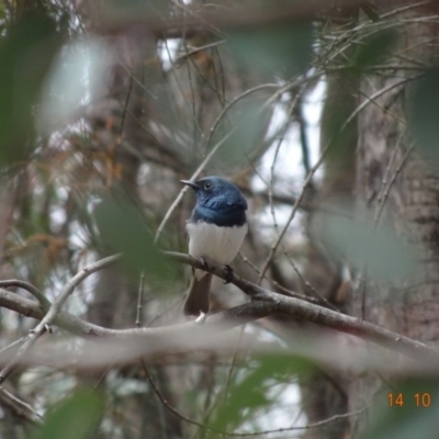 Myiagra rubecula (Leaden Flycatcher) at Red Hill Nature Reserve - 14 Oct 2019 by TomT