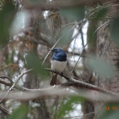 Myiagra rubecula (Leaden Flycatcher) at Red Hill, ACT - 14 Oct 2019 by TomT