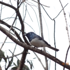 Myiagra rubecula at Red Hill, ACT - 14 Oct 2019 11:28 AM