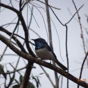 Myiagra rubecula at Red Hill, ACT - 14 Oct 2019 11:28 AM