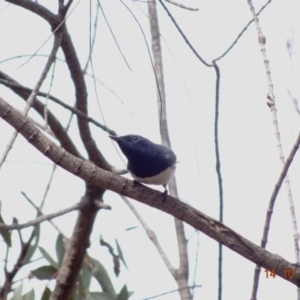 Myiagra rubecula at Red Hill, ACT - 14 Oct 2019 11:28 AM