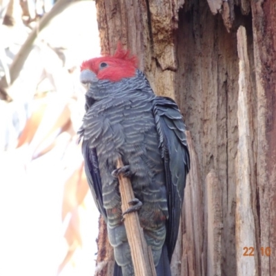 Callocephalon fimbriatum (Gang-gang Cockatoo) at Hughes, ACT - 22 Oct 2019 by TomT