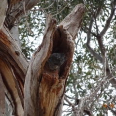 Callocephalon fimbriatum (Gang-gang Cockatoo) at GG194 - 14 Oct 2019 by TomT