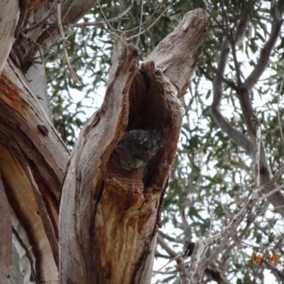 Callocephalon fimbriatum (Gang-gang Cockatoo) at Hughes, ACT - 14 Oct 2019 by TomT