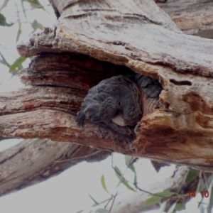 Callocephalon fimbriatum at Hughes, ACT - 14 Oct 2019