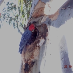 Callocephalon fimbriatum (Gang-gang Cockatoo) at Hughes Grassy Woodland - 21 Oct 2019 by TomT