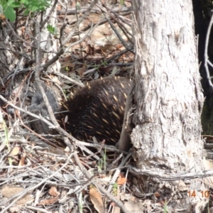 Tachyglossus aculeatus at Red Hill, ACT - 14 Oct 2019