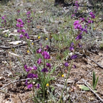 Swainsona recta (Small Purple Pea) at Williamsdale, ACT - 18 Oct 2019 by TomT