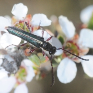 Titurius salebrosus at Gundaroo, NSW - 22 Oct 2019