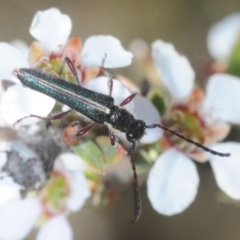 Titurius salebrosus (Longhorn or longicorn beetle) at Gundaroo, NSW - 22 Oct 2019 by Harrisi