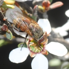 Metallea sp. (genus) at Gundaroo, NSW - 22 Oct 2019 by Harrisi