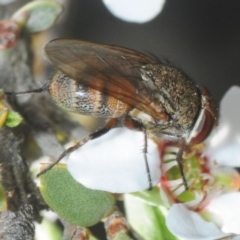 Metallea sp. (genus) at Gundaroo, NSW - 22 Oct 2019 03:39 PM