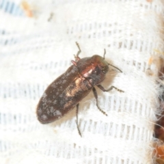 Diphucrania acuducta (Acuducta jewel beetle) at Gundaroo, NSW - 22 Oct 2019 by Harrisi