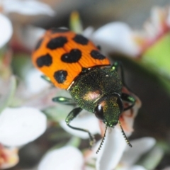 Castiarina octomaculata (A jewel beetle) at Gundaroo, NSW - 22 Oct 2019 by Harrisi