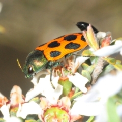 Castiarina octomaculata at Gundaroo, NSW - 22 Oct 2019 10:08 PM