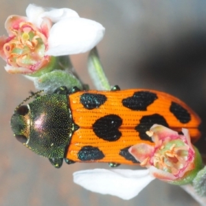 Castiarina octomaculata at Gundaroo, NSW - 22 Oct 2019 10:08 PM