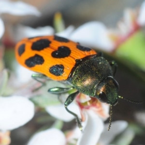 Castiarina octomaculata at Gundaroo, NSW - 22 Oct 2019 10:08 PM